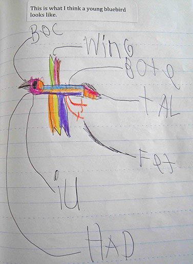 This Wonder Journal entry shows what a student thinks a young bluebird might look like, pg 149.