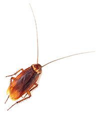 Cockroach