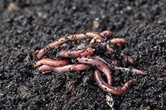 earthworms