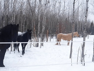 Mary Casanova horses