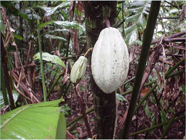 Cocoa tree