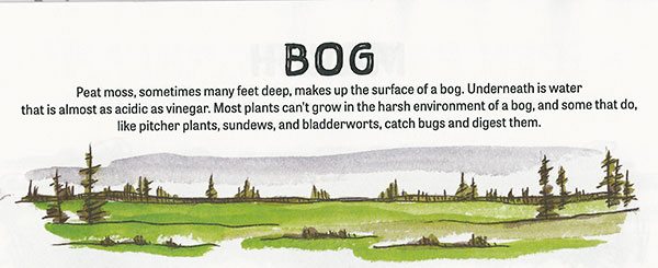 Bog, One North Star