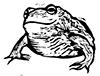 Woodcut frog by Claudia McGehee