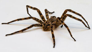 wolf spider