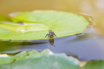 bee drinking water