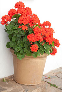 geraniums