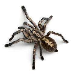 tarantula