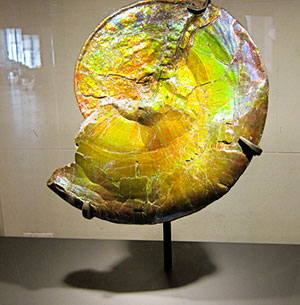 Ammonite