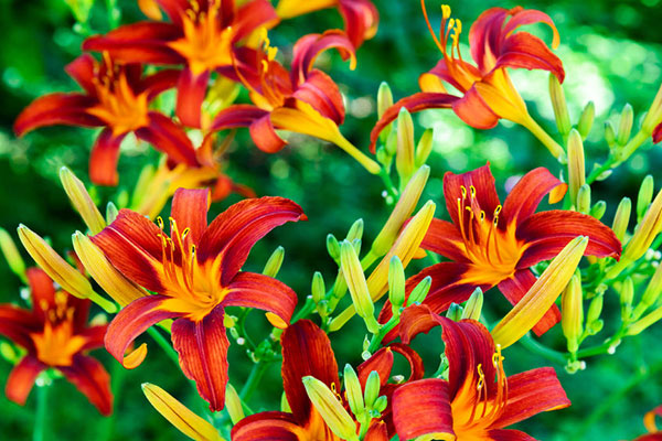 Daylilies