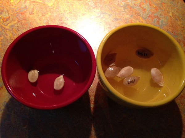 Soaking giant pumpkin seeds