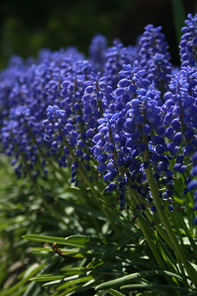 Blue Hyacinth