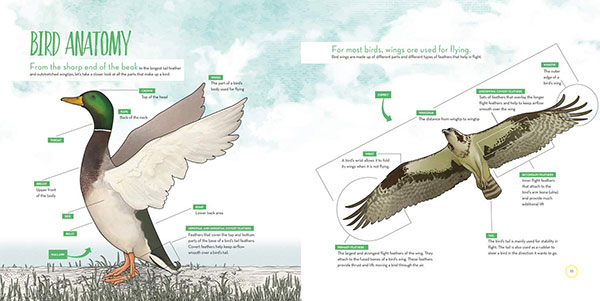 Bird Anatomy