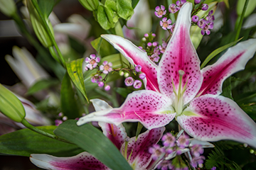 stargazer lily