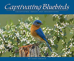 Captivating Bluebirds