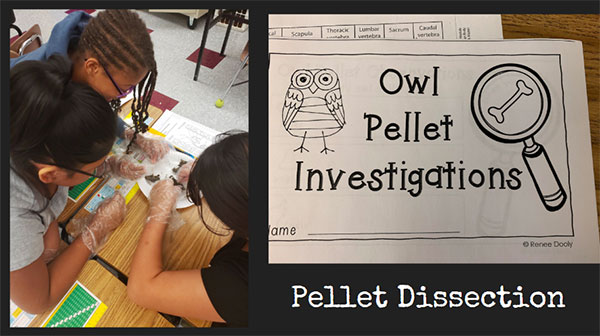 Owl Pellet Investigations