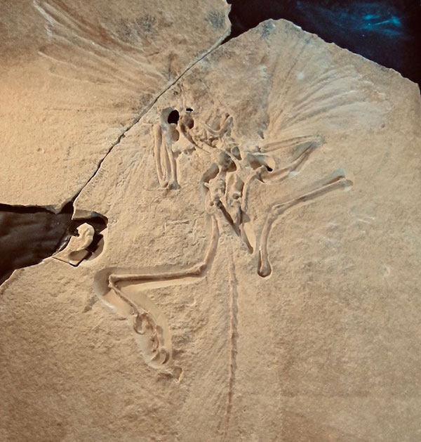 archeaopteryx