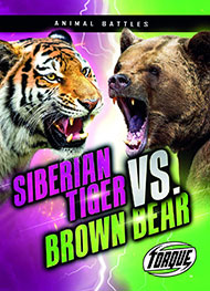 Siberian Tiger vs Brown Bear