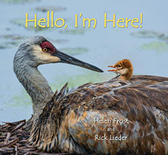 Hello, I'm Here! by Helen Frost and Rick Lieder