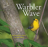 Warbler Wave