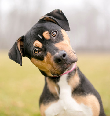 dog listening
