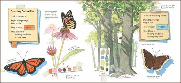 illustration copyright Sarah S. Brannen from Monarch and Mourning Cloak by Melissa Stewart Beach Lane Books